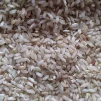 برنج چمپه تنگ لله درجه یک کیلو 370