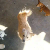 سگ آشپزی پامر