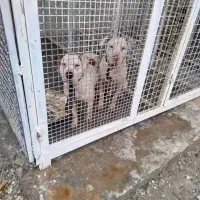 فروش توله داگو و روت وایلر نر و ماده