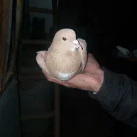 گلی رسمی دم سفید عتیغه|پرنده|مشهد, کوشش|دیوار