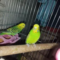 یک جفت مرغ عشق