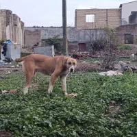 ماده سگ افغان