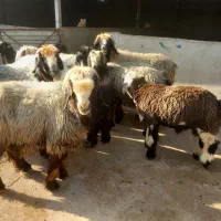 ۸ راس میش