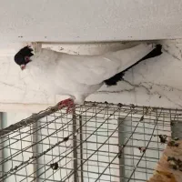 کبوتر زینتی|حیوانات|کرمانشاه, |دیوار