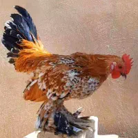 مرغ و خروس سابیل پوت وارداتی