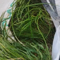 نهال پیاز مینروا جزئی