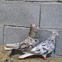 کبوتراشعل دم سفید