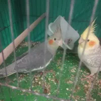 ۳ عدد عروس هلندی