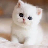 دختر ناز‌ نازی بریتیش سیلور