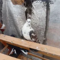 کبوتر پلاکی و رنگی