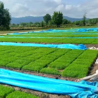 بانک نشا سنتی