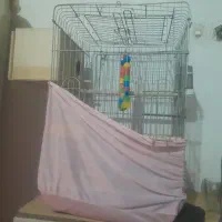 قفس عروس هلندی فروشی|لوازم جانبی حیوانات|پاکدشت, خاتون آباد|دیوار