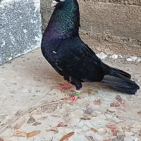 زاغ‌آبدانی‌اصل نر