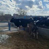 گاوشیری با گوساله ماده