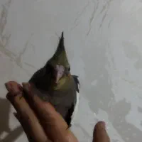 جوجه تازه دونخور دوماهه|پرنده|قم, هفت تیر|دیوار