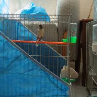 قناری ابلغ ماده آماده و نر آماده
