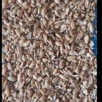 گندم دون مرغی