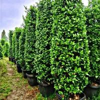 فروش یاس هلندی 2 متری