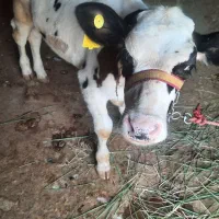 فروش گاو شیری|حیوانات مزرعه|شادگان, |دیوار