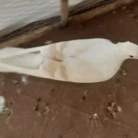 کفتر|پرنده|زارچ, |دیوار