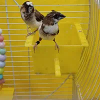 فنچ بنگالی نر