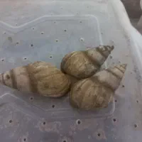 حلزون|خزنده|ماهان, |دیوار