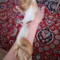 جفت حلزون|خزنده|تهران, سلیمانی|دیوار