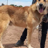 سگ سراب رگ خونی بالا