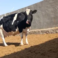 گاوشیری و تلیسه ابستن