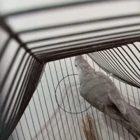 عروس هلندی نر|پرنده|دزفول, |دیوار