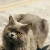 واگذاری گربه|گربه|بندرعباس, |دیوار