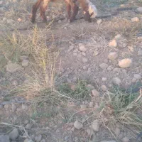 سه عدد بره ماده ترکی بختیاری