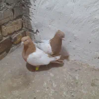 دوجف کفتردرجه یک