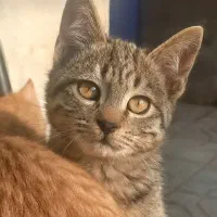 واگذاری رایگان گربه