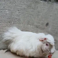 خوکچه هندی چشم شرابی|موش و خرگوش|تهران, وصفنارد|دیوار