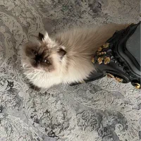 اسکاتیش و هیمالین