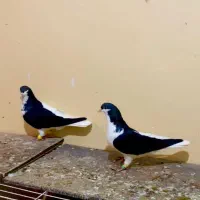 کبوتر رنگی چپی سیاه|پرنده|دیلم, |دیوار