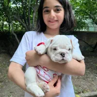 سگ انگلیش بولداگ اصیل|سگ|لواسان, |دیوار