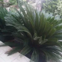 سیکاس ۱۲ ساله|گل و گیاه طبیعی|ایزدشهر, |دیوار