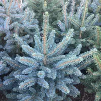 خرید و فروش انواع نهال کاج نوئل ابی ابی اس