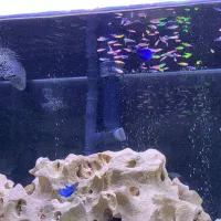 آکواریوم و ماهی