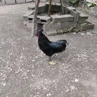 مرغ و خروس ایام سمانی
