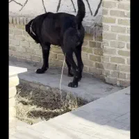 یک عددسگ سرابی