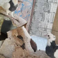 کبوتر|پرنده|جم, |دیوار