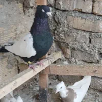 کبوترسیه ای وطوقی|پرنده|گلستان (تهران), |دیوار