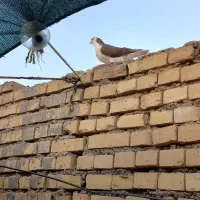 کبوتر|پرنده|اهواز, گلدشت|دیوار