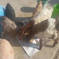 فروش 2 کهره درشت پاکستانی و2کهره ماده ویک کهره نر