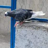 دونه ی ۱تومن