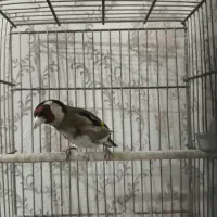 سره قناری سره
