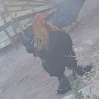 خروس برهما و مرغ شاخ دار